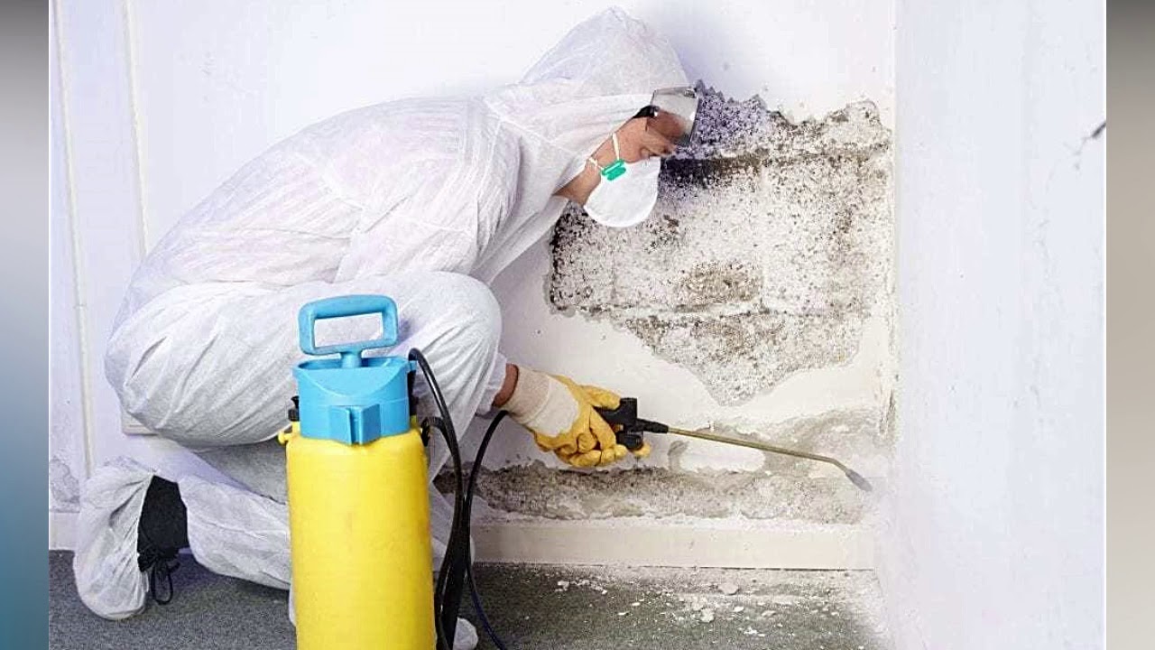 Miami Mold Cleanup, mold removal services Hollywood FL