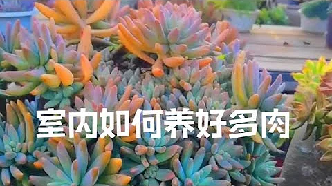 【甜草园】室内养多肉植物的方法总结，如何既能保持健康，又能保持颜值。光照浇水控温等全面好方法 - 天天要闻