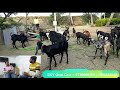 Beetal Trader Of Maharashtra|Sky Goat Club|Baramati|Part-2