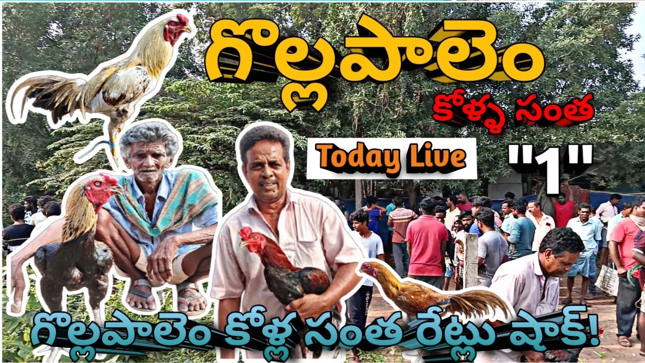 గొల్లపాలెం కోళ్ల సంత | కోడి రేట్లు & మార్కెట్ లో ప్రత్యేక కోళ్లు | 17-10-2025 #today #Gollapalem