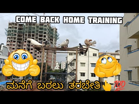 How to train pigeons come back home in kannada ||Peince loft|| ಪಾರಿವಾಳಕ್ಕೆ ಮನೆಗೆ ಬರುವ ಟ್ರೈನಿಂಗ್ ??️?