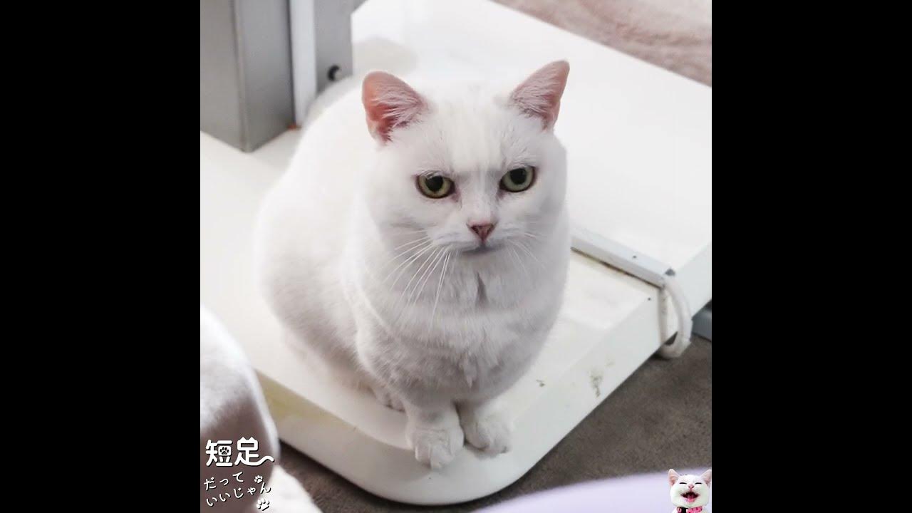 甘える仕草の白猫がかわいい Youtube