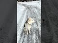 Helping check the sap buckets