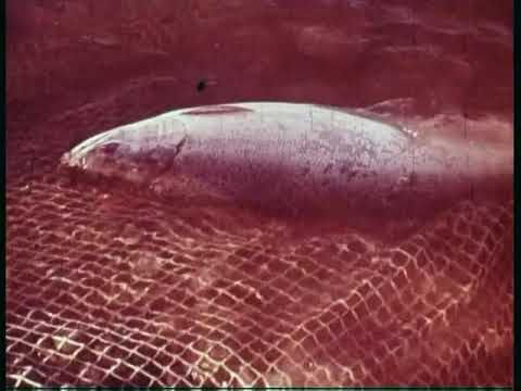 გია ჭუბაბრია - ორაგულის ბედი