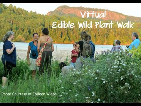 A Wild Food Stroll - 26 Edible Wild Plants