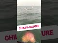 Nature For Chilika lake #shorts#smile#enjoymoment
