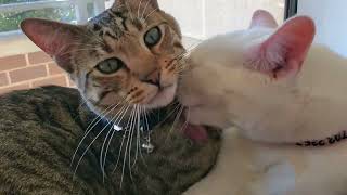 Cat brothers grooming each other by DanRoak 370 views 1 year ago 43 seconds
