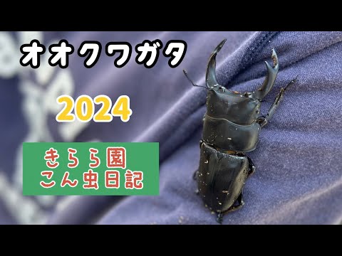 レア　希少　たのしい飼育当番　オオクワガタ　カブトムシ　ハムスター　yujin レア 希少 たのしい飼育当番 オオクワガタ カブトムシ