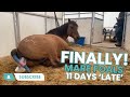 FINALLY - Mare Foals 11 Days "Late"