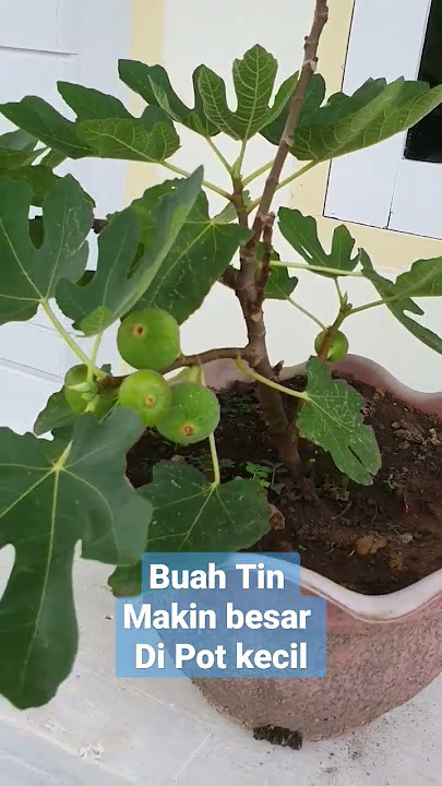 unik Buah Tin makin besar dalam Pot kecil jadi #bonsai #buahtin #buahara. Subscribe  ya