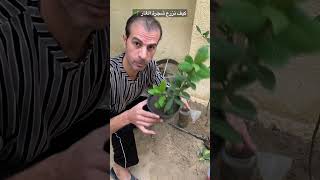 زراعة اشجار الغار اللورا الرند ورق موسي والعناية والاكثار 🌱 #shorts #زراعة #agriculture #laurus