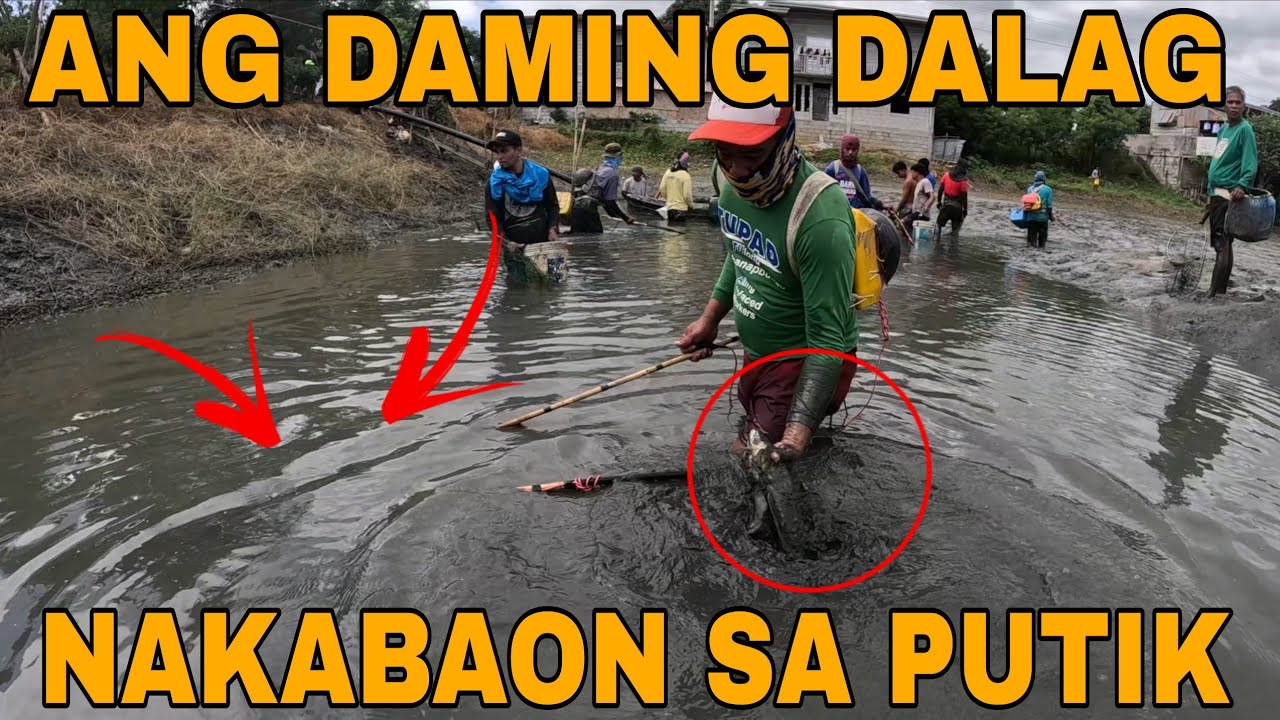 ang daming dalag nakabaon lang sa putik?