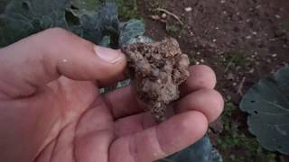 Cogimos Coprinus Atramentarius En El Sitio Mas Insospechado, En La Huerta