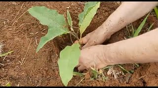 Gel de Plantio HIDROSILO - LOBEIRA  - Árvore nativa e plantio