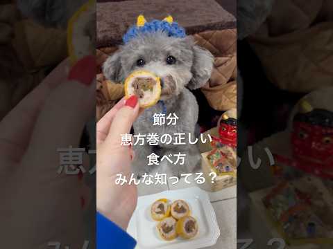 【節分】犬用の恵方巻き食べる姿が可愛すぎる犬🐶2024年は東北東🐶 #shorts #可愛い犬 #トイプードル