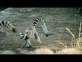 Island of Lemurs: Madagascar - TV Spot 1 [HD]