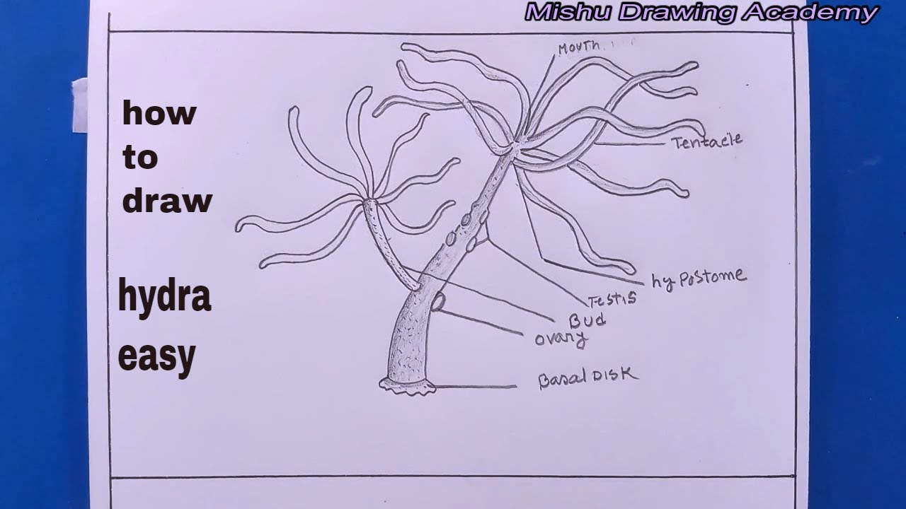 Apologia Biology: Figure 11.5 Part 1 Diagram | Quizlet