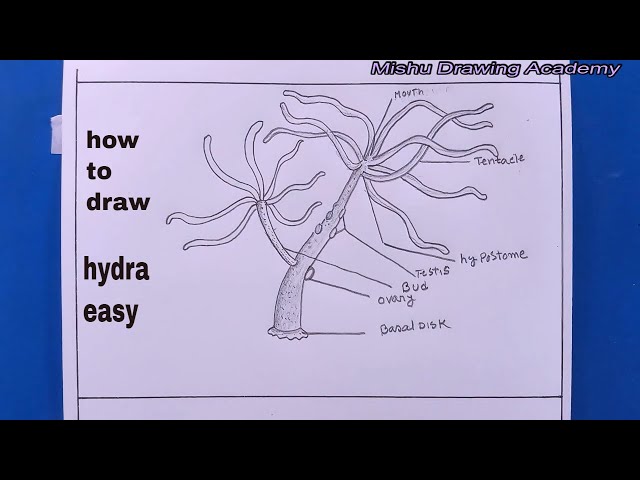 The biology of hydra and of some other coelenterates, 1961. Hydra;  Cnidaria; Ctenophora; Cnidaria; Hydra. Fig. 9. Rapid restoration of  tentacles and hypostome in Cordylophora following the removal of the  hypostome