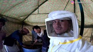 Ikut Langsung Panen Madu Yaman Terbaik di Dunia (Yemen Honey Harvest)