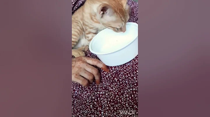 Video 11203991: persian cat kitten, persian cats indian, persian cat drinking, brown persian cat, cat kitten drinking milk, cat kittens lovers