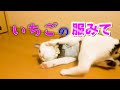 【一緒に散歩2】ねこ様用リードを購入したので練習してみた