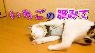 【一緒に散歩2】ねこ様用リードを購入したので練習してみた