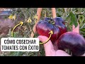 GUÍA COMPLETA CULTIVO DE TOMATE: (5) cómo cosechar tomates con éxito (consejos clave) || en20metros