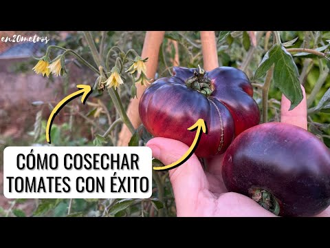 Video: Extienda la cosecha de su cultivo de tomate: consejos para retrasar la maduración del tomate