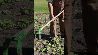 ONE OF OUR FAVORITE WEEDING TOOLS FOR THE GARDEN!  #growhoss #growyourownfood #shorts  #garden