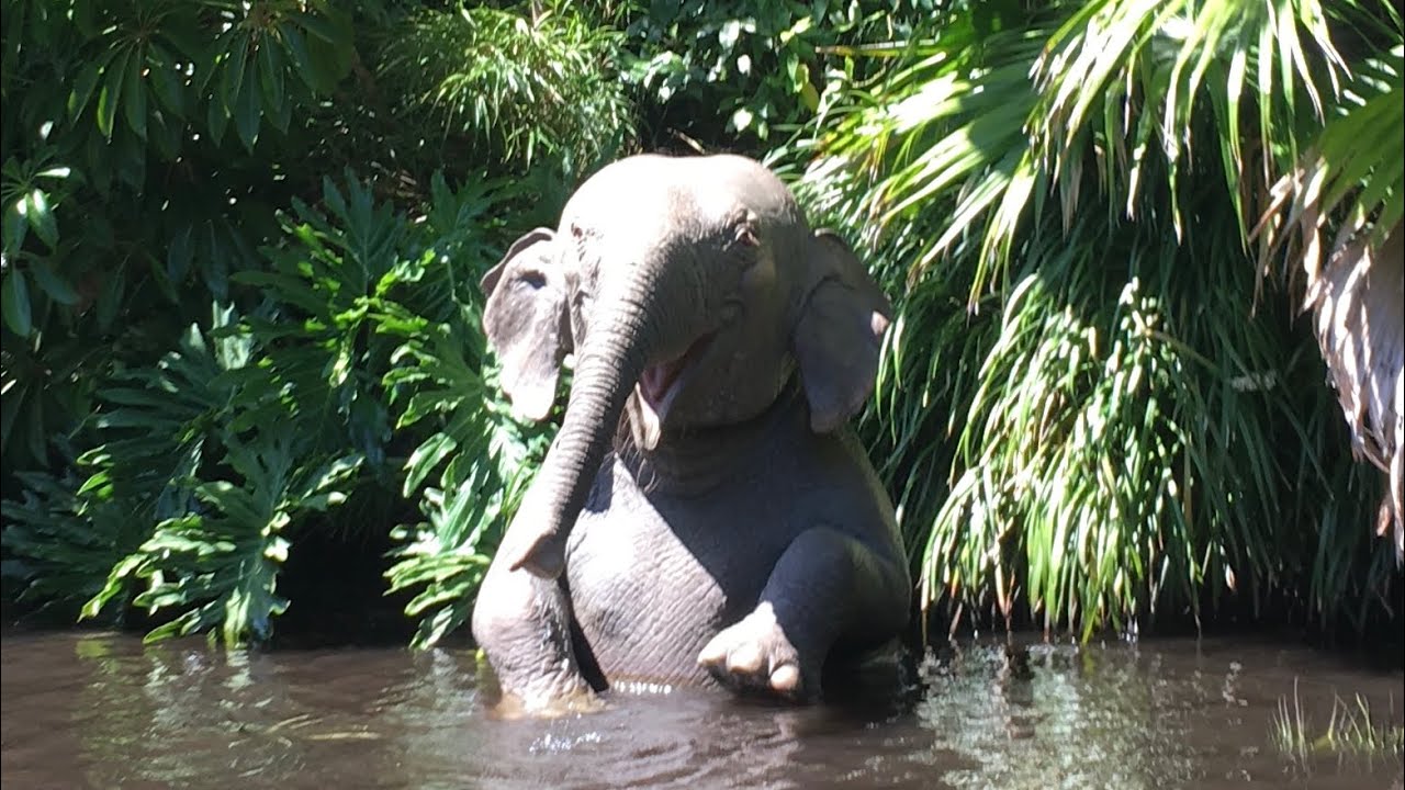 일본 디즈니랜드 정글크루즈