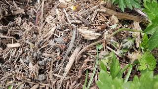 début mai dans la serre,le jardin et le potager...