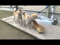 さくら、大伯母さんネイに怒られる
