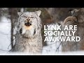 Canada lynx are majestic until you hear them scream