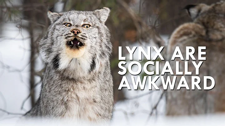 Canada Lynx Are Majestic Until You Hear Them Scream - DayDayNews