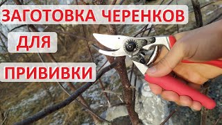 картинка: Черенки для прививки - когда заготавливать, как резать и как хранить