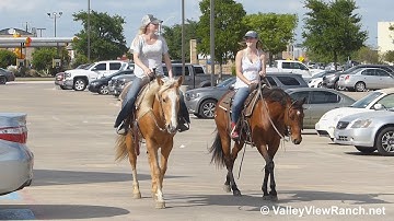 Goldi Flight and Snappy Style Tracker - riding in town - ValleyViewRanch.net
