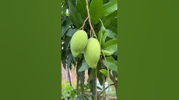 Xoài cát Hoà Lộc #shorts