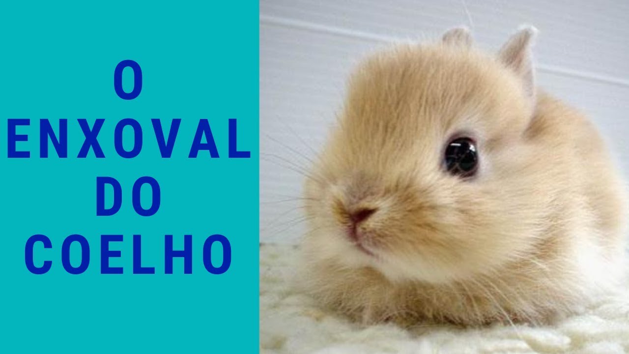 O enxoval do coelho