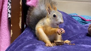 Белка Молли защищает свой орешек! 😅 Molly the squirrel and the nut