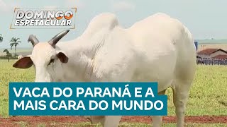 Vaca Do Paraná Se Torna A Mais Cara Do Mundo E Atrai Investidores Famosos No Brasil