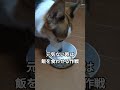 元気がないから握り飯と亡き先住犬の餌の残りを与える　もう少しで笑顔が戻る気がする