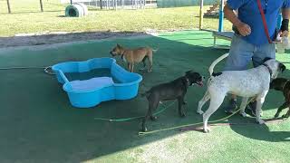 1012025 Playgroups With Ed Pixie Buddy Blueberry Tobie Cleo Princess Mayson & Maple