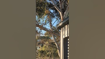 Wood ducks 🦆 nesting in the tree outside my work studio