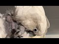 Victoria Cockatoo Update and Someone is Impersonating Parrot Playhouse!!