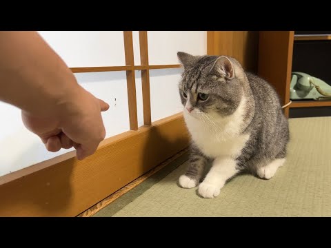 旅館の障子に穴を空けちゃった猫を問い詰めたらこうなっちゃいました…