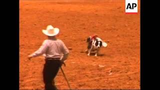 Whiplash the rodeo monkey entertains the crowds