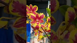 tác phẩm dendro chớp vàng đỏ nghịch. by: https://www.facebook.com/phanvan.dung.50 tác phẩm dendro chớp vàng đỏ nghịch. by: https://www.facebook.com/phanvan.dung.50