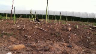 Lapwing at Canalside Farm