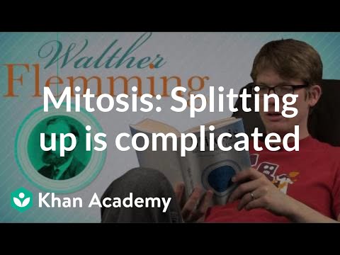 Mitosis: Splitting up is complicated | Crash Course biology | Khan Academy