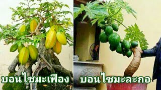 รวมต้นไม้ใกล้ตัวที่นำมาทำบอนไซ [ Bonsaitree ]